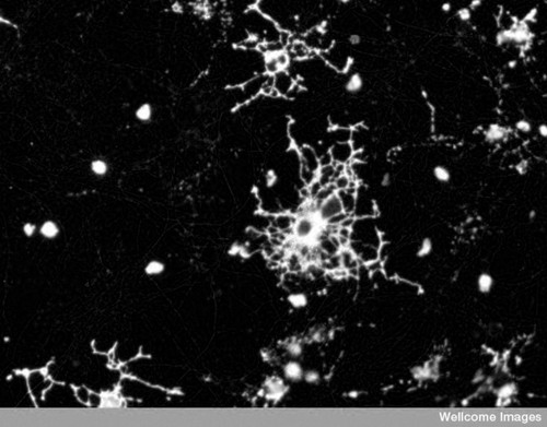 CIL:38907, Rattus, astrocyte, oligodendrocyte, neuronal stem cell