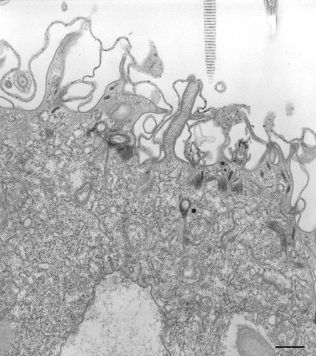 CIL:36790, Paramecium caudatum, cell by organism, eukaryotic cell, Eukaryotic Protist, Ciliated Protist