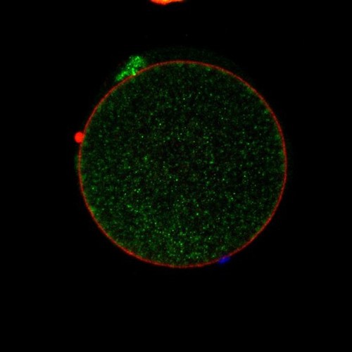 CIL: 54626, Mus musculus, oocyte