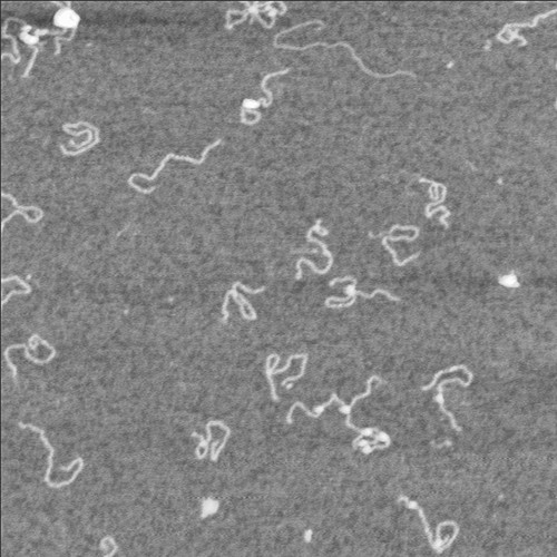 CIL:7105, Homo sapiens, neuron