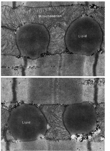 CIL:11456, Felis catus, cardiac muscle cell