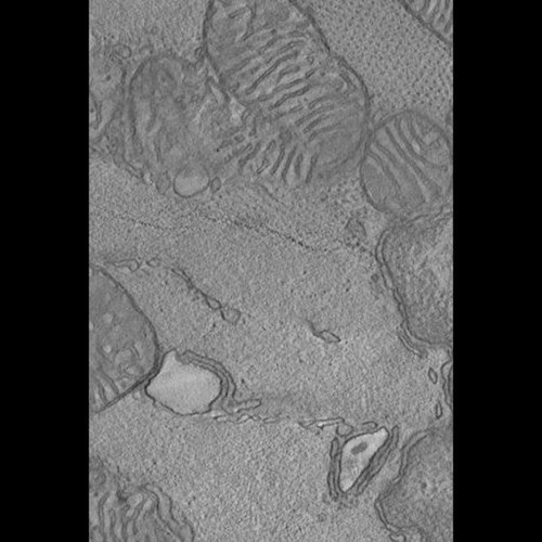 CIL:40006, Mus musculus, regular cardiac myocyte