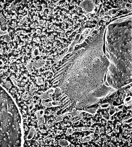 CIL:13126, Paramecium multimicronucleatum, cell by organism, eukaryotic cell, Eukaryotic Protist, Ciliated Protist