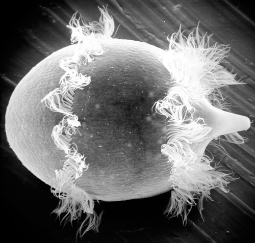 CIL:39251, Didinium nasutum, cell by organism, eukaryotic cell, Eukaryotic Protist, Ciliated Protist