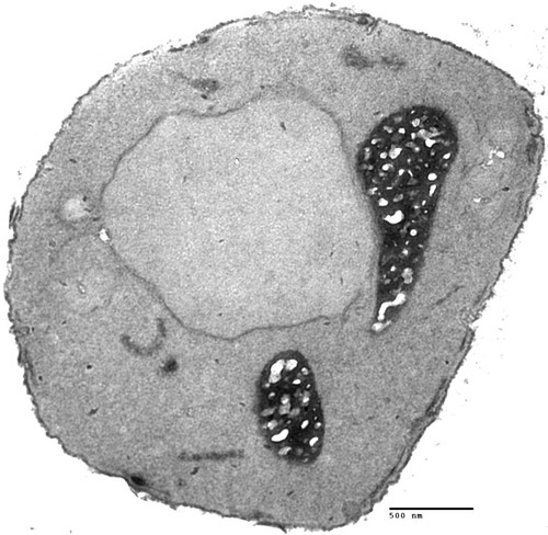 CIL:39695, Saccharomyces cerevisiae, BY4716