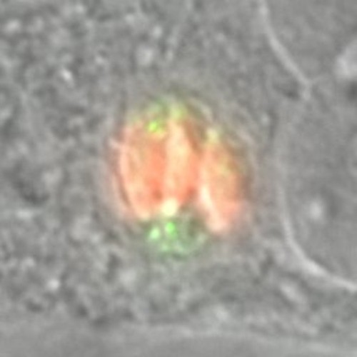 CIL:10494, Toxoplasma gondii RH