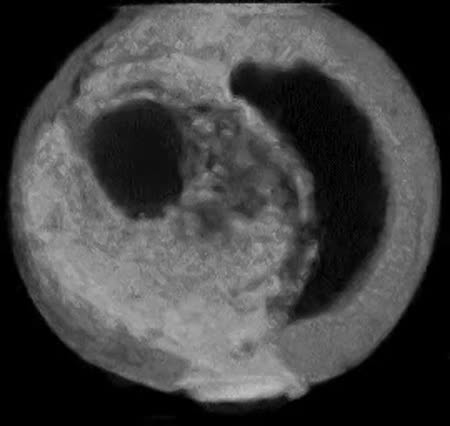 CIL:35273, Xenopus, embryonic cell