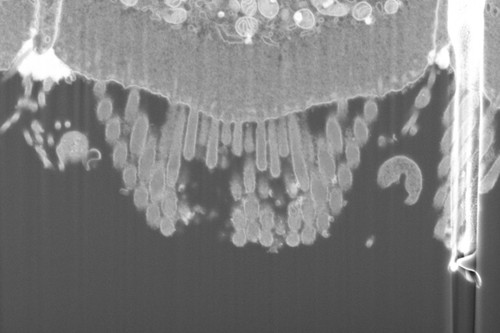 CIL: 50713, FIB-SEM Dataset of anti-PKHD1L1 Immuno-Gold Labeled Outer Hair Cell Stereocilia Bundles: 5.1_Cell_5_Raw_Image_Stack