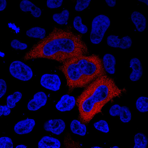 CIL: 54275, Homo sapiens, HeLa