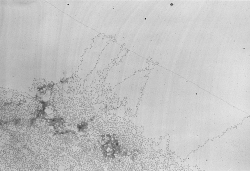 CIL:708, Gallus gallus, nucleate erythrocyte