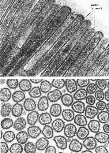 CIL:36076, Felis catus, ciliated epithelial cell