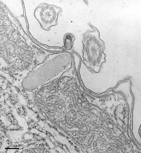 CIL:34732, Tetrahymena pyriformis, cell by organism, eukaryotic cell, Eukaryotic Protist, Ciliated Protist