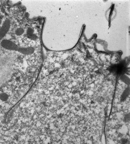 CIL:12074, Paramecium tetraurelia, cell by organism, eukaryotic cell, Eukaryotic Protist, Ciliated Protist