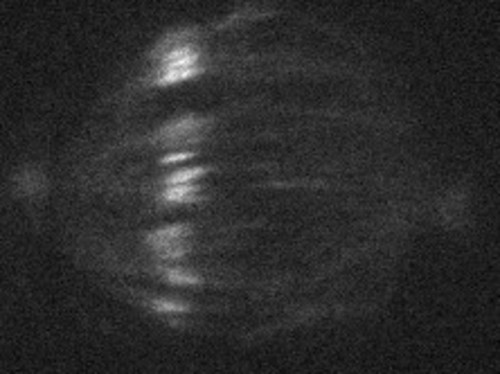 CIL:40266, Sus scrofa domestica, kidney epithelial cell