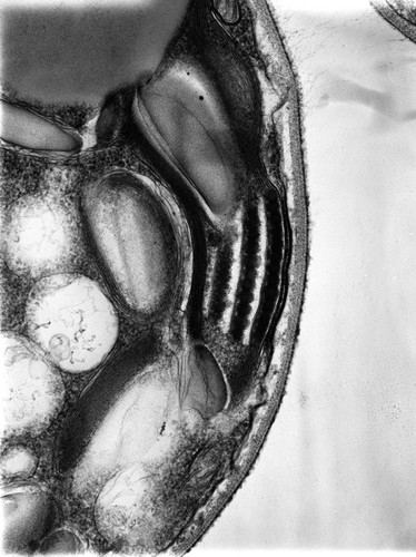 CIL:9524, Chlamydomonas reinhardtii, plant cell