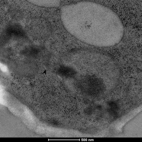 CIL: 50865, Saccharomyces cerevisiae (baker's yeast, budding yeast), Mixed population of S. cerevisiae cells