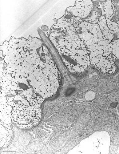 CIL:9831, Nassula, cell by organism, eukaryotic cell, Eukaryotic Protist, Ciliated Protist