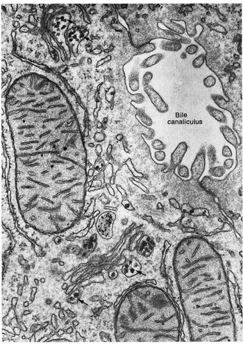 CIL:11376, Rattus, hepatocyte