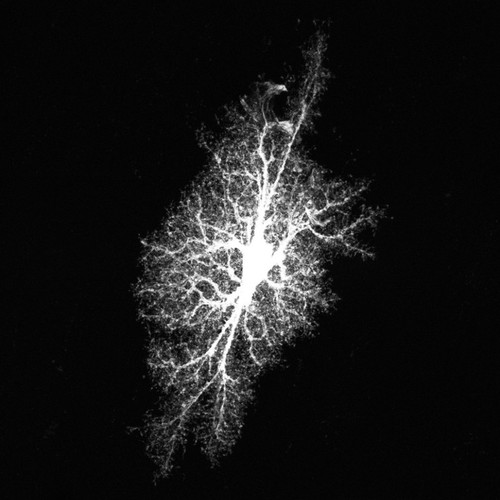 CIL:39943, Rattus norvegicus, astrocyte, astrocyte of the hippocampus