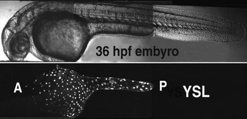 CIL:11825, Danio rerio, yolk cell