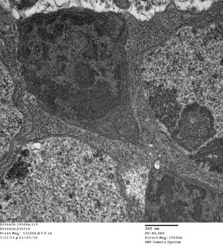 CIL: 50732, Drosophila melanogaster