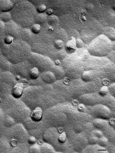 CIL:36748, Paramecium multimicronucleatum, cell by organism, eukaryotic cell, Eukaryotic Protist, Ciliated Protist