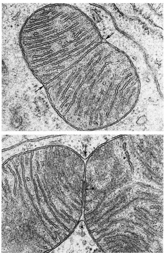 CIL:11418, Talpidae