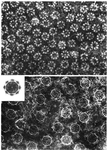 CIL:11052, Taricha granulosa, Notophthalmus viridescens, oocyte