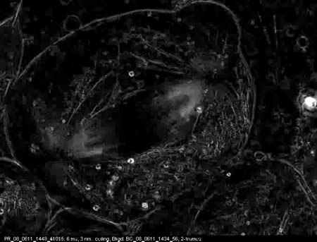 CIL:12373, Nephrotoma, Nephrotoma suturalis, primary spermatocyte