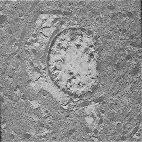 CIL:40221, Mus musculus, astrocyte of the hippocampus