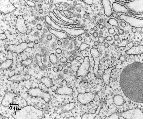 CIL:37240, Cavia porcellus, pancreatic cell