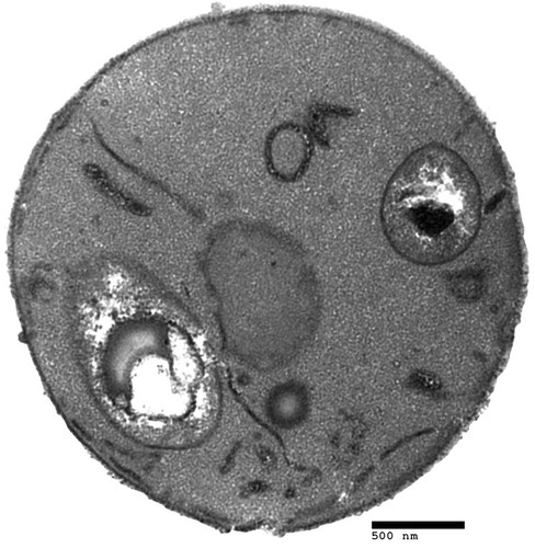 CIL:39708, Saccharomyces cerevisiae, BY4716