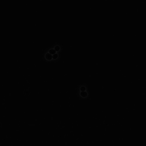 CIL:35833, Saccharomyces cerevisiae