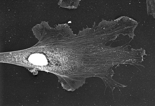 CIL:24784, Xenopus laevis, fibroblast