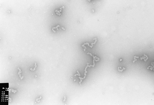 CIL:707, Necturus maculosus, nucleate erythrocyte