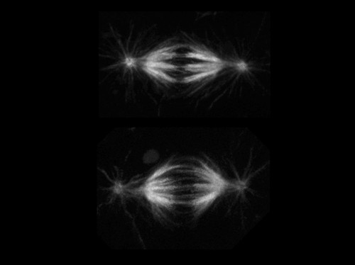 CIL:191, Drosophila melanogaster