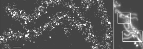 CIL:39747, Drosophila melanogaster, early embryonic cell