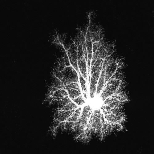 CIL:39945, Rattus norvegicus, astrocyte, astrocyte of the hippocampus