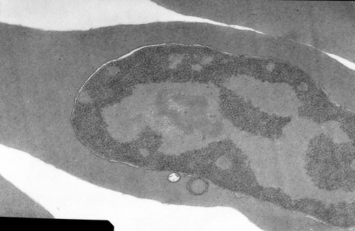 CIL:579, Gallus gallus gallus, erythrocyte