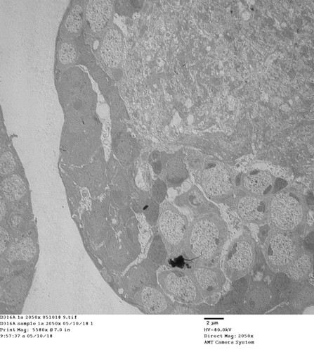 CIL: 50739, Drosophila melanogaster