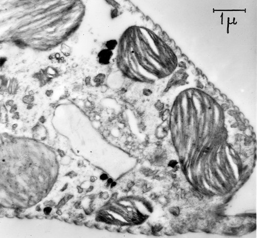 CIL:37253, euglena sp