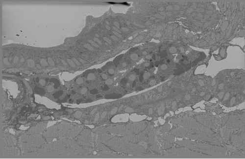 CIL: 54849, Danio rerio, Whole larva