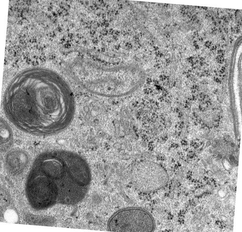 CIL:24496, Rattus norvegicus, epithelial cell