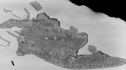 CIL:38872, Euplotes sp., cell by organism, eukaryotic cell, Eukaryotic Protist, Ciliated Protist