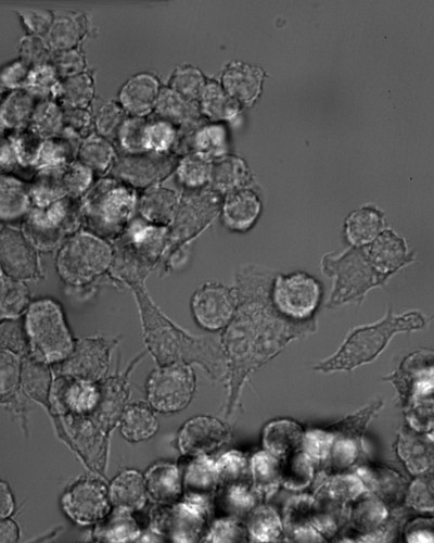 CIL: 50975, Mus musculus, RAW 264.7 TIB-71