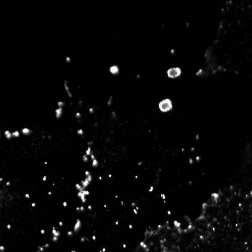 CIL:36023, Chlorocebus aethiops, permanent cell line cell