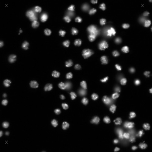 CIL:32146, Drosophila melanogaster, epithelial cell