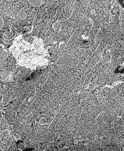 CIL:36709, Paramecium multimicronucleatum, cell by organism, eukaryotic cell, Eukaryotic Protist, Ciliated Protist