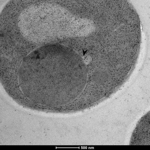 CIL: 50894, Saccharomyces cerevisiae (baker's yeast, budding yeast), Mixed population of S. cerevisiae cells