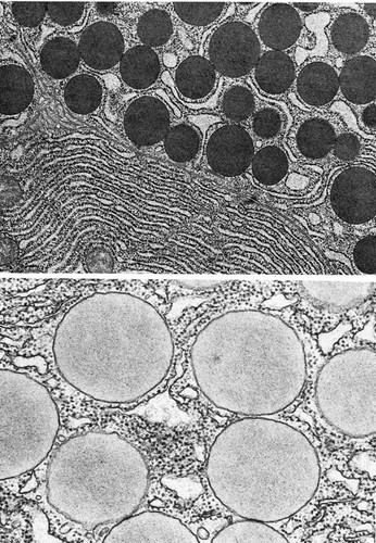 CIL:35998, Homo sapiens, Cavia porcellus, acinar cell